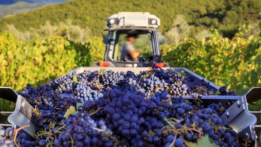 ワインナチュールの魅力と選び方:自然派ワイン入門