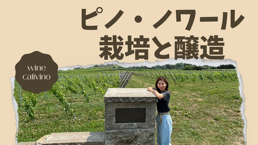 ピノ・ノワールの栽培と醸造:その難しさと魅力の秘密