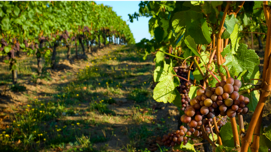 カリフォルニアの太陽とともに育つ味わい：ワイナリーEOSの魅力