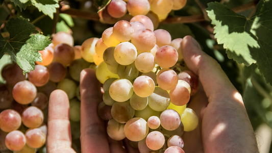 【華やかワインの名脇役たち】ゲヴュルツトラミネールと楽しむペアリング特集