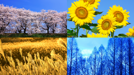 季節ごとのおすすめワインと楽しみ方