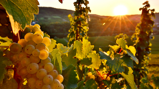 リースリングの解説記事（総合ガイド）