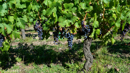 地球に優しく、私に美味しい。今さら聞けない『ビオワイン・自然派ワイン』の真実と選び方