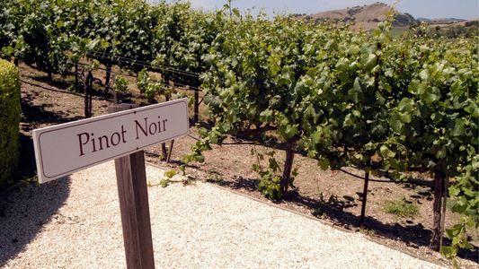 なぜ秋はピノ・ノワール？初心者でもわかる魅力と選び方、秋の味覚を120%楽しむペアリング術