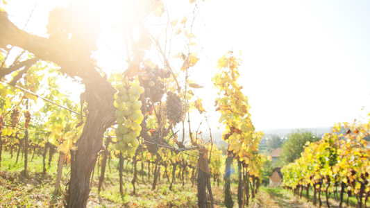 貴腐ワインとは？味・香りから三大産地、高い理由まで徹底解説！初心者必見の飲み方＆ペアリング術