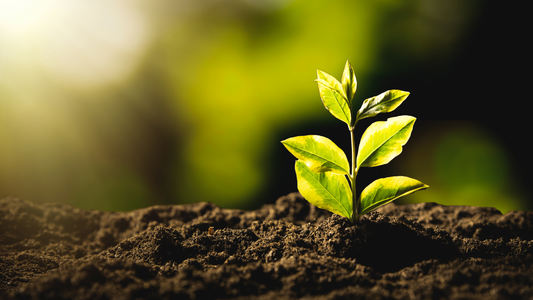 サステナブルってどう選ぶの？ “環境にやさしいワイン”入門