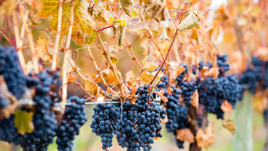 大人の赤ワインデビューに♡北ローヌのシラー特集