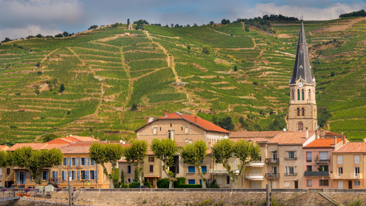 ローヌ地方ってこんなに面白い！北ローヌ vs 南ローヌの違いとは？