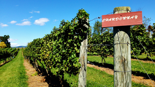 エシカルな選択を。サステナブルワインの今